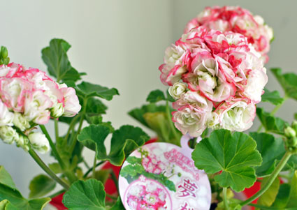 母の日鉢物 ゼラニウム ラベンダー Hanamasa Blog